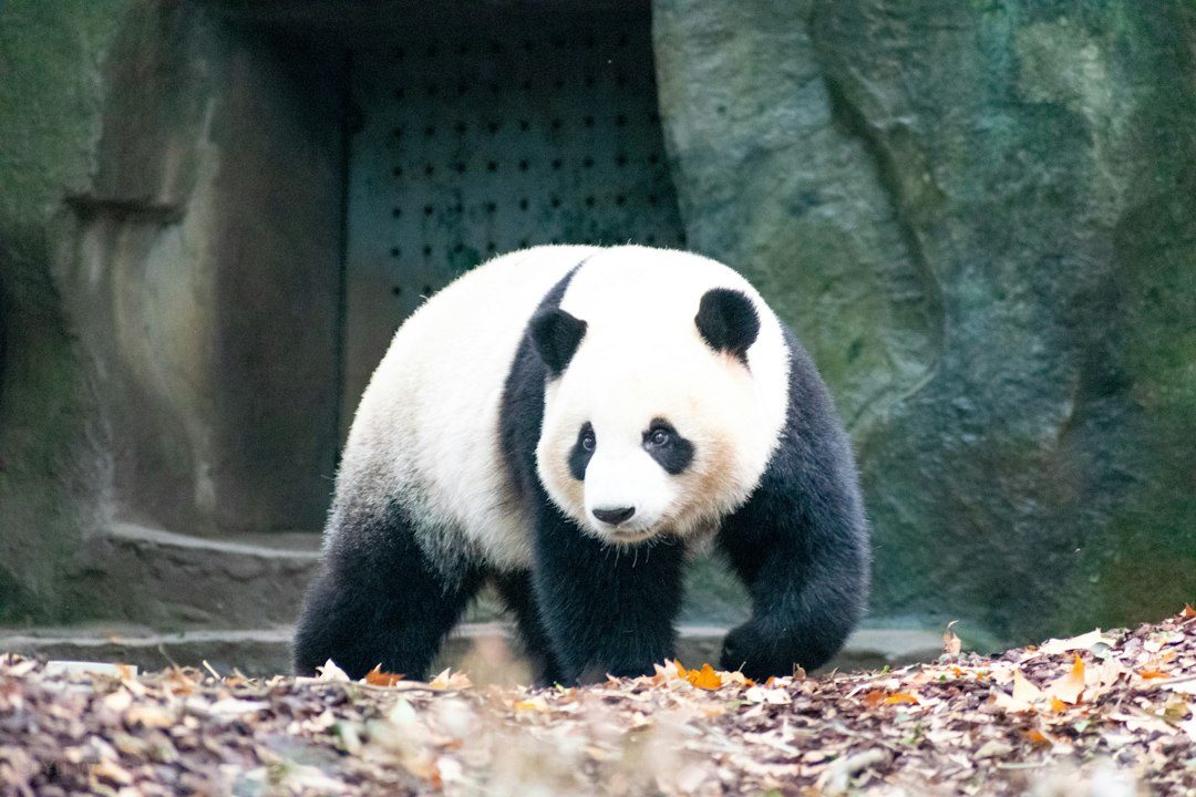 Chengdu Panda Base Complete Guide