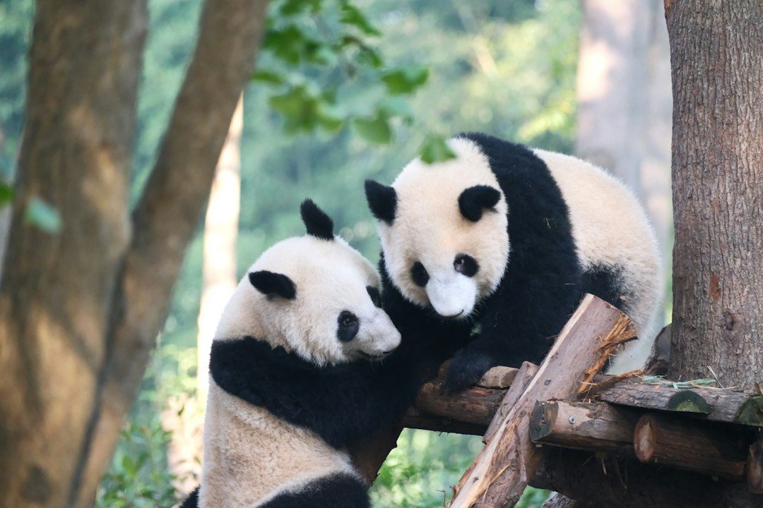 2026 06 30 chengdu panda base complete guide photo 2