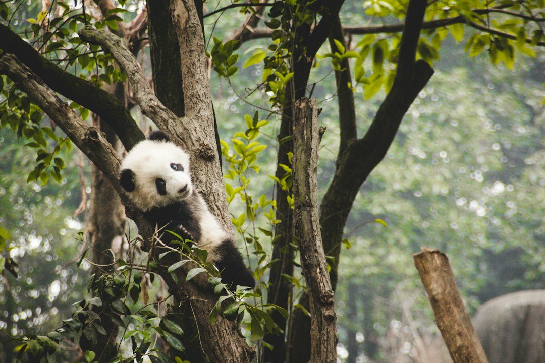 2026 06 30 chengdu panda base complete guide photo 3
