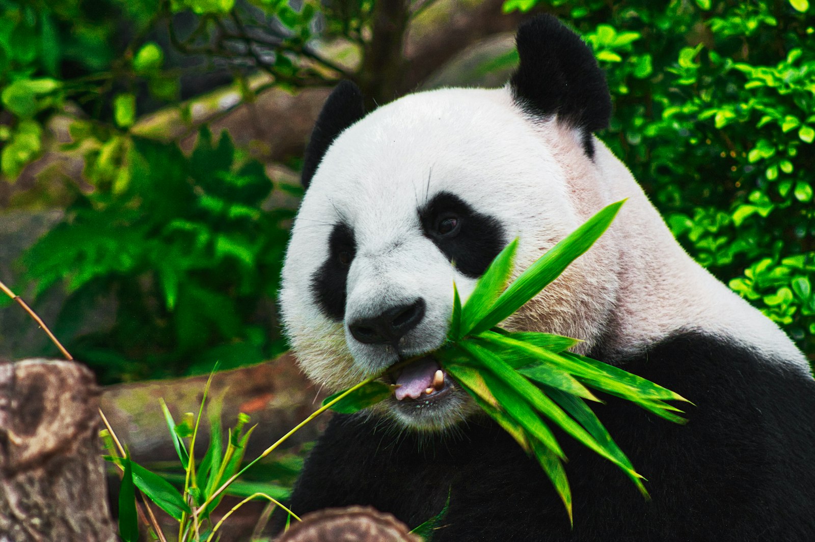 Chengdu Panda Base Visitor Guide: The Complete 2026 Guide